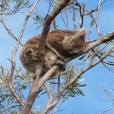 sieste du koala  (photo Catherine Gary)