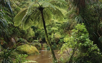 Randonnée dans la Rainforest au milieu des fougères arborescentes.