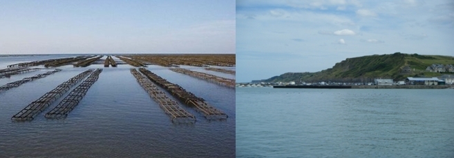 Dégustez les huîtres de Normandie, même en été !