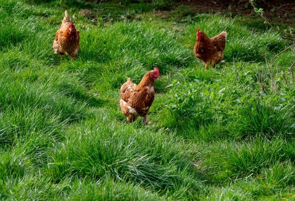 A Fontvieille, les poules vivent en plein air.... @Mas d'Auge A Fontvieille, les poules vivent en plein air.... @Mas d'Auge
