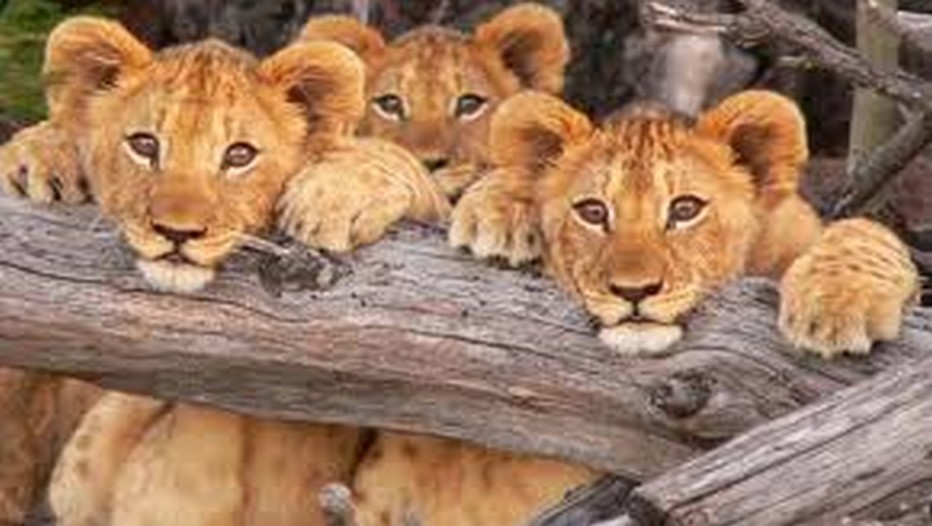 Petits lionceaux du Parc Kruger en Afrique du Sud Petits lionceaux du Parc Kruger en Afrique du Sud