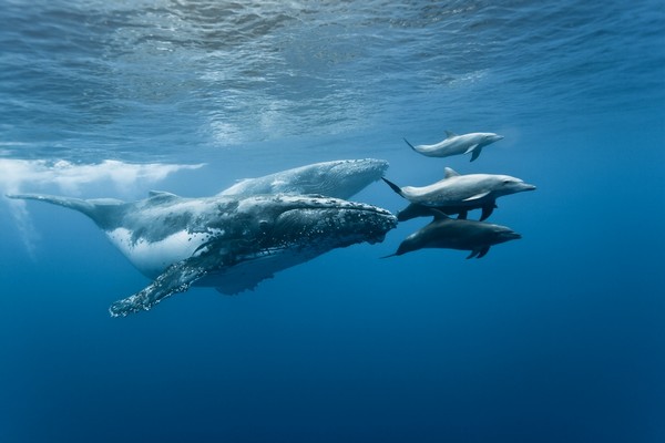 ARTE diffusera, le 8 mai prochain, une production originale et anti-confinement, réalisée par Rémy Tézier,  Quand baleines et tortues nous montrent le chemin . Un film-documentaire raconté par Cécile de France. @ Eric Hamelin/Arte