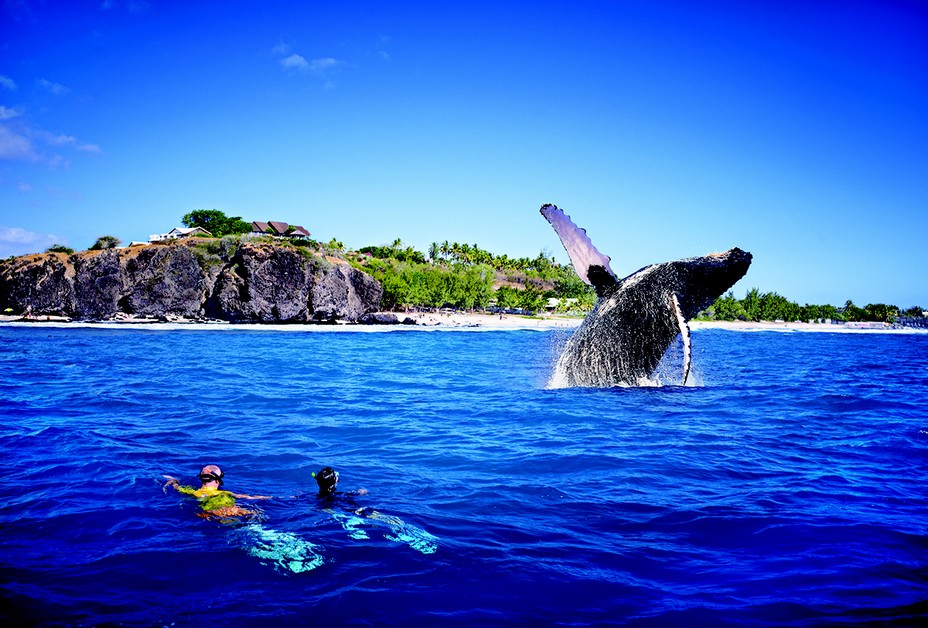 Retour de la faune marine tortues et baleines à bosse dans les eaux tièdes de La Réunion. @ J.Akhoun - Studio Lumiere.