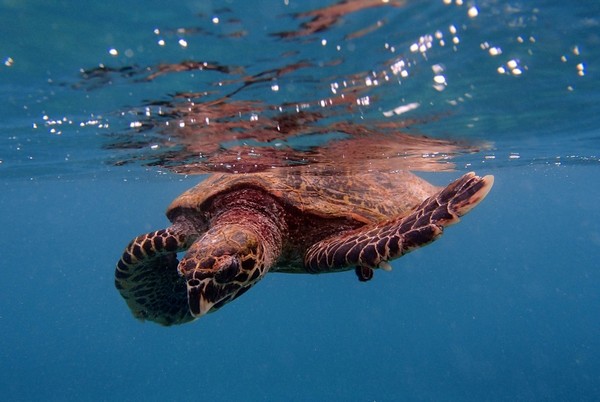 Réalisé par Rémy Tézier,  Quand baleines et tortues nous montrent le chemin un film-documentaire raconté par Cécile de France qui unit les hommes et ces incroyables créatures marines. @ David Raynal (La Réunion)