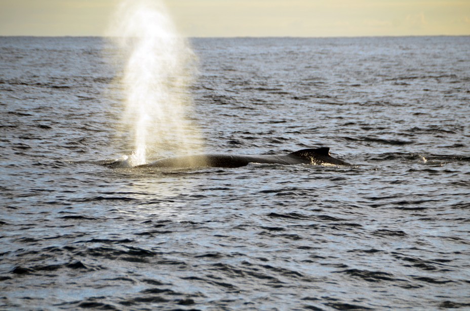 Retour dans l'Océan Indien (La Réunion) de la faune marine, baleines à bosse et tortues de mer. @ David Raynal