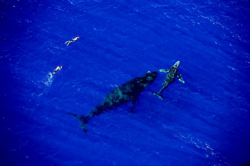 Réconciliation entre l’homme et l’animal - Retour de la faune marine dans les eaux cristallines de l'Océan Indien à La Réunion. @ IRT