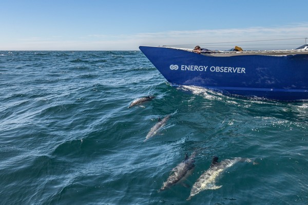 Energy Observer au milieu de l'Atlantique et parmi les dauphins  @amelie conty