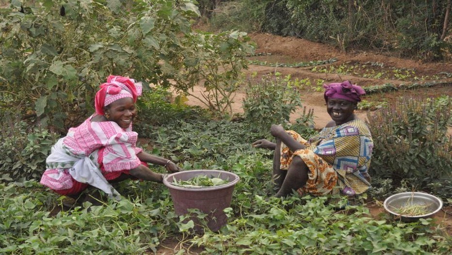 Les jardins de santé au Mali