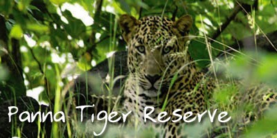 Inde : tourisme interdit dans les réserves de tigres