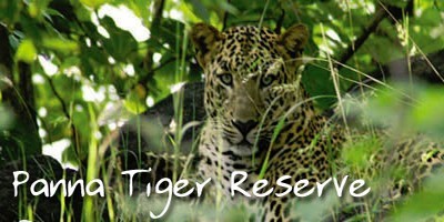 Inde : tourisme interdit dans les réserves de tigres Inde : tourisme interdit dans les réserves de tigres