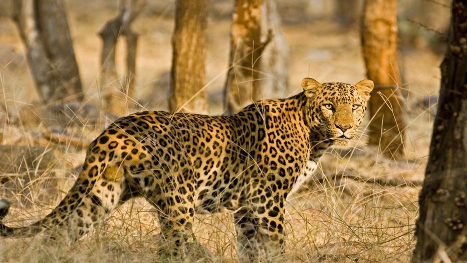Inde : tourisme interdit dans les réserves de tigres Inde : tourisme interdit dans les réserves de tigres