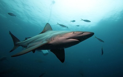 Requin tigre, 4 m de long Requin tigre, 4 m de long
