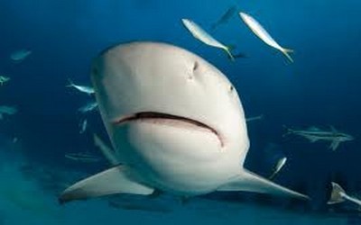 Requin bouledogue Requin bouledogue