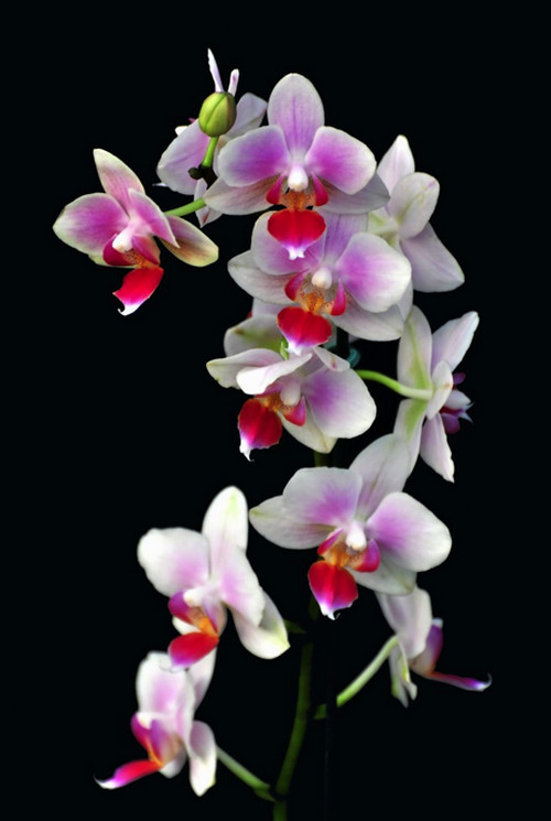 Magnifiques orchidées cultivées dans de nombreux pays du monde particulièrement en Thaïlande. @ DR