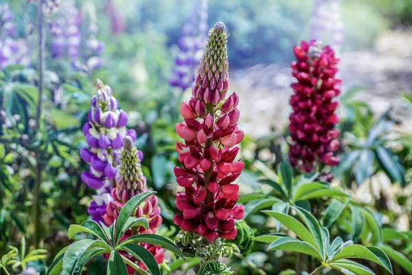 Des fleurs, des fleurs pour la fête des mères dans le monde. @ Anastasia Gepp/Pixabay/Lindigomag Des fleurs, des fleurs pour la fête des mères dans le monde. @ Anastasia Gepp/Pixabay/Lindigomag