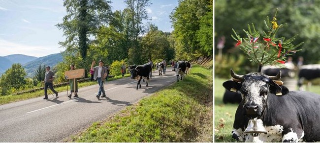 Fete de la transhumance 2019. Office de Tourisme de la Vallée de Munster – Quentin Gachon jpg Fete de la transhumance 2019. Office de Tourisme de la Vallée de Munster – Quentin Gachon jpg