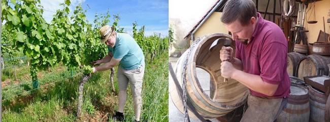 Thibault Specht dans son vignoble @C.Gary et Le Tonnelier Lionel Berger au travail. @C.Gary Thibault Specht dans son vignoble @C.Gary et Le Tonnelier Lionel Berger au travail. @C.Gary