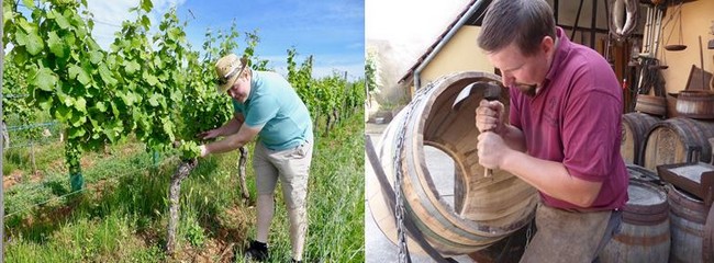 Thibault Specht dans son vignoble @C.Gary et Le Tonnelier Lionel Berger au travail. @C.Gary