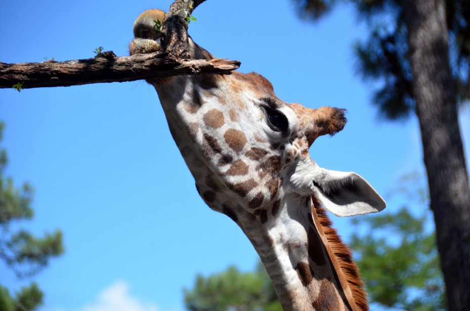 La vie sauvage dans les parcs animaliers en Tanzanie. @ David Raynal.