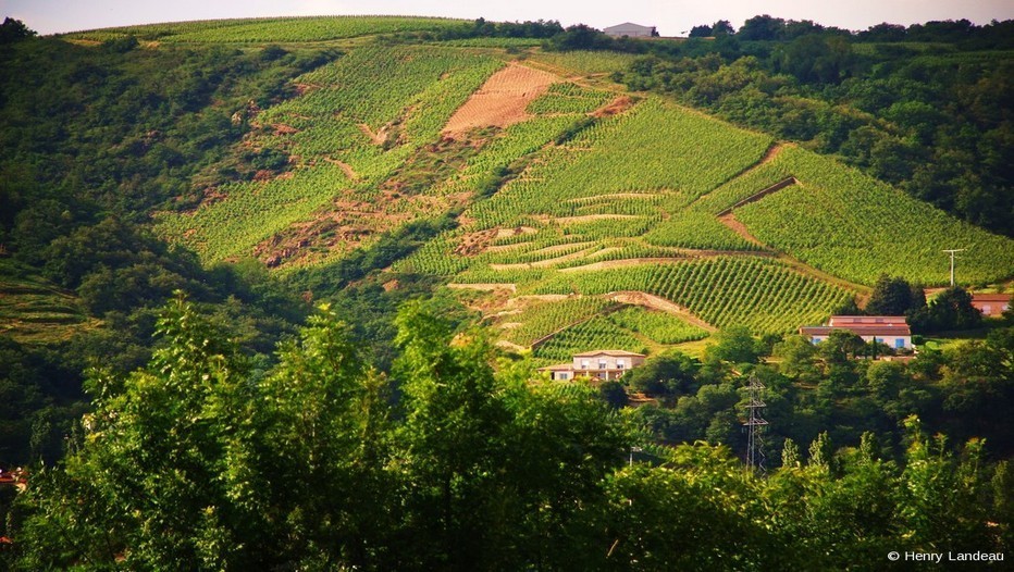 Vignobles à Ampuis (Vallée du Rhône)