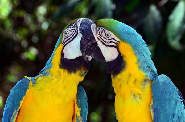 Faune tropicale à Punta Cana. Crédit photo David Raynal.