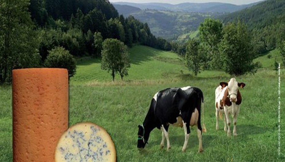 Une fourme peut en cacher une autre ! Une fourme peut en cacher une autre !