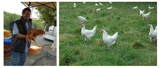 Poulets de Bresse à Louhans