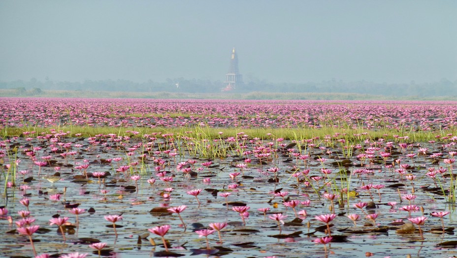 Une vraie mer d'eau douce que ce lac tapissé de lotus rouges avec au loin un stupa doré. @ C. Gary