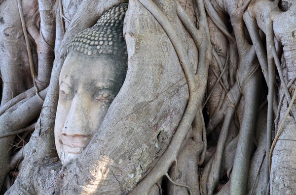 Une étonnante tête de Bouddha enserrée dans les racines noueuses d'un banian au Wat Mahathat. @ David Raynal