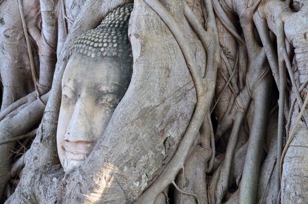 Une étonnante tête de Bouddha enserrée dans les racines noueuses d'un banian au Wat Mahathat. @ David Raynal Une étonnante tête de Bouddha enserrée dans les racines noueuses d'un banian au Wat Mahathat. @ David Raynal