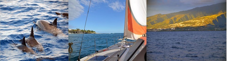 En plus des dauphins visibles toute l'année, les plus chanceux pourront, de juin à septembre, découvrir les baleines en pleine parade nuptiale aux abords de la plage ! @ David Raynal