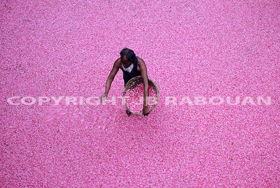 Cueillette des roses à Kânnauj dans l’état de l’Uttar Pradesh, (Photo Jean-Baptiste Rabouan)