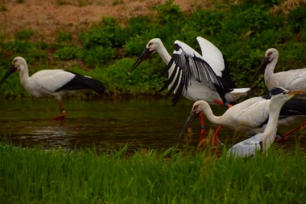 Le Parc Hyôgo de la cigogne orientale pour les voir et profiter d'une visite au musée. @ TripAdvisor Le Parc Hyôgo de la cigogne orientale pour les voir et profiter d'une visite au musée. @ TripAdvisor
