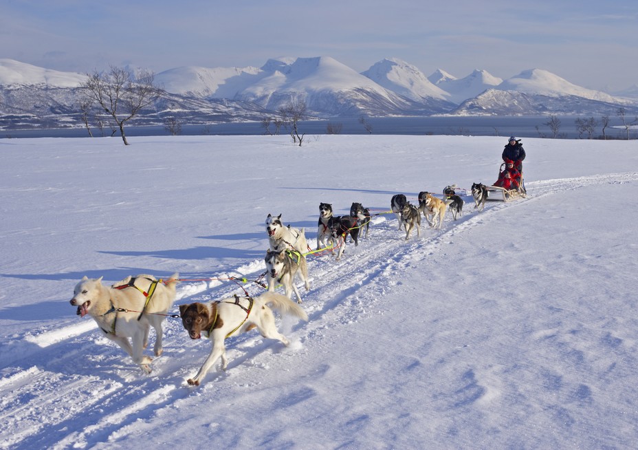 Conduire un traîneau, c’est aussi savoir le manier. Un ultime conseil ? Ne jamais lâcher son attelage ! @ Bård Løken Visit Tromsø