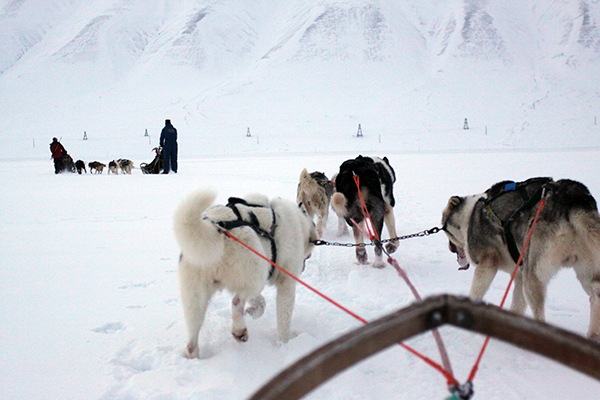 Chiens de traineaux aux Carroz -  un avant-goût du Grand Nord