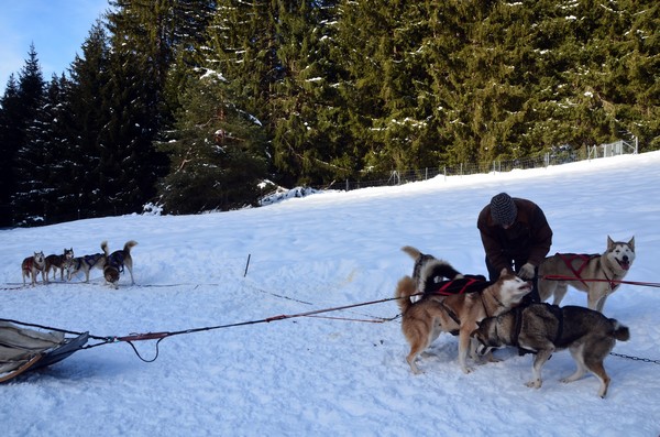 Alternative au ski alpin, notamment en cette période de pandémie, une balade de quelques minutes ou de quelques heures avec des chiens de traineau en communion parfaite avec la nature constituera l’un de vos plus beaux souvenirs de vacances à la neige. © David Raynal