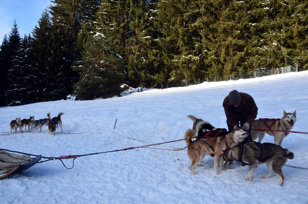 Chiens de traineaux aux Carroz -  un avant-goût du Grand Nord