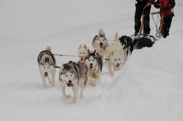 Chiens de traineaux aux Carroz -  un avant-goût du Grand Nord