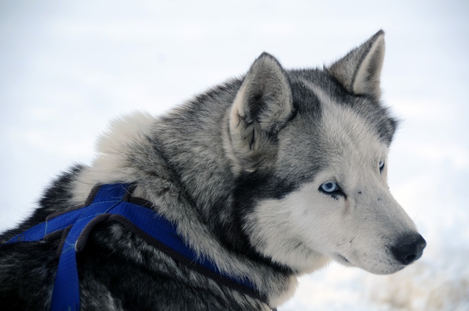 Chiens de traineaux aux Carroz -  un avant-goût du Grand Nord