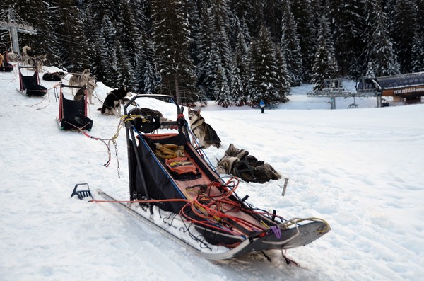 Dans quelques minutes, c’est un traineau rustique d’une seule pièce en bois massif et son apprenti musher emmitouflé qu’ils vont devoir en attelage de quatre, contre pentes et montées, tracter et faire glisser poil au vent dans les traces.@David Raynal Dans quelques minutes, c’est un traineau rustique d’une seule pièce en bois massif et son apprenti musher emmitouflé qu’ils vont devoir en attelage de quatre, contre pentes et montées, tracter et faire glisser poil au vent dans les traces.@David Raynal