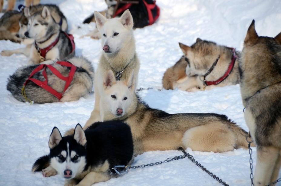 Chiens de traineaux aux Carroz -  un avant-goût du Grand Nord