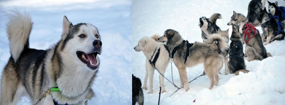 Dans cette compétition sonore qui consiste à attirer le premier l’attention des humains, les plus jeunes chiens sont encore plus excités que leurs aînés plus chevronnés. Ils aboient, hurlent, se roulent le museau dans la neige, sautent l'un par-dessus l'autre. @ David Raynal