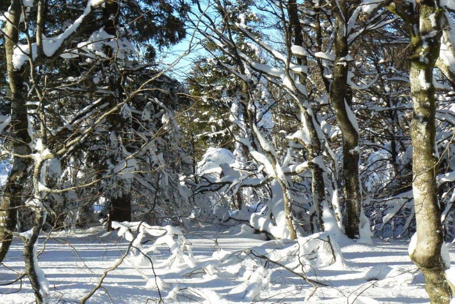 Covid et sports d'hiver, les hébergeurs et les stations s'organisent.