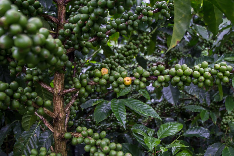 Le climat tropical est naturellement favorable au développement des caféiers @ OT Amérique Centrale Le climat tropical est naturellement favorable au développement des caféiers @ OT Amérique Centrale