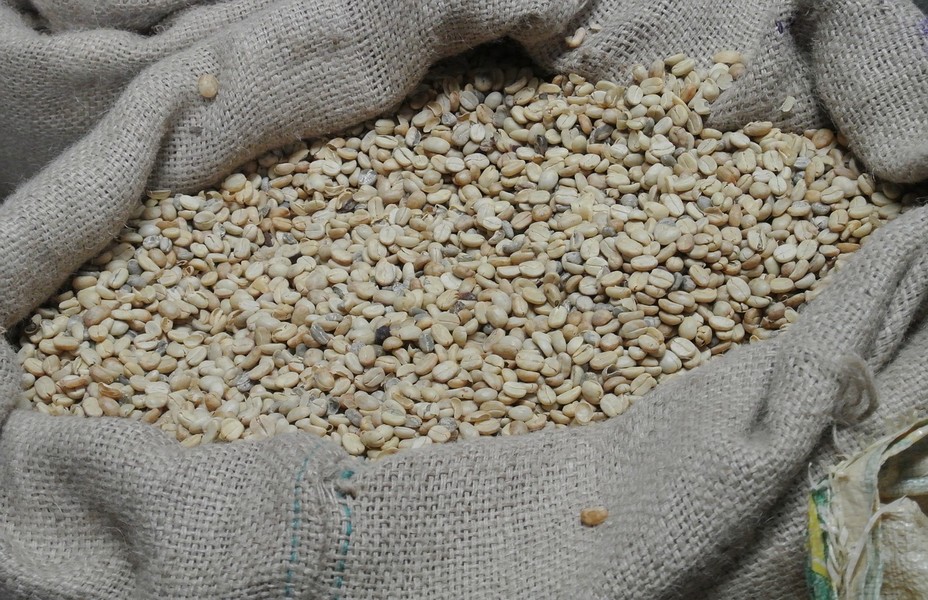 La caféiculture est considérée comme une activité économique fondatrice de l'Histoire de l'Amérique centrale @ DR. La caféiculture est considérée comme une activité économique fondatrice de l'Histoire de l'Amérique centrale @ DR.