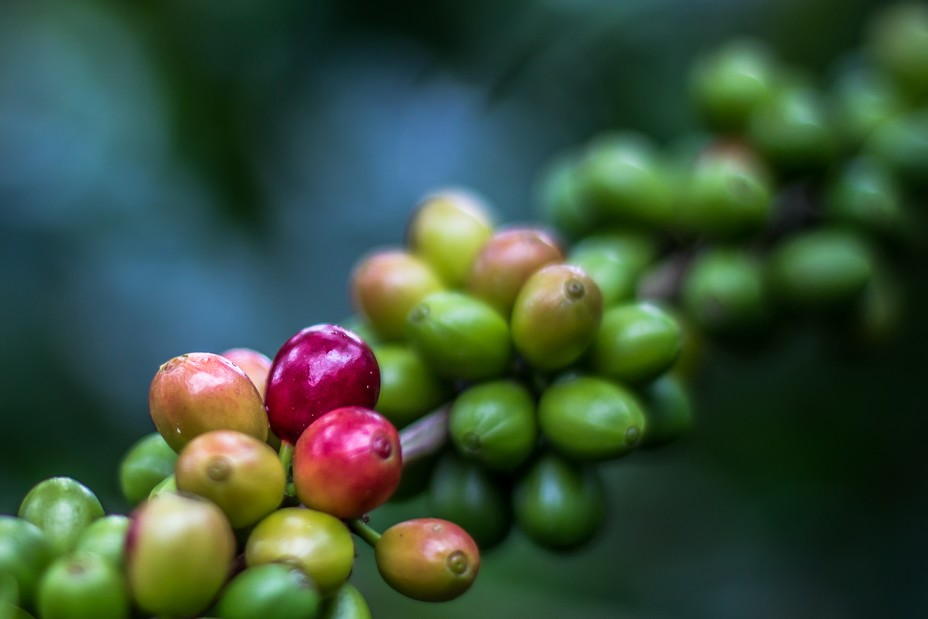 La production centraméricaine est constituée quasi exclusivement de cafés arabica d'altitude @ OT Amérique Centrale. La production centraméricaine est constituée quasi exclusivement de cafés arabica d'altitude @ OT Amérique Centrale.