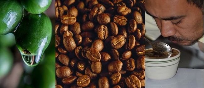 La production centraméricaine est constituée quasi exclusivement de cafés arabica d'altitude @ OT Amérique Centrale. La production centraméricaine est constituée quasi exclusivement de cafés arabica d'altitude @ OT Amérique Centrale.