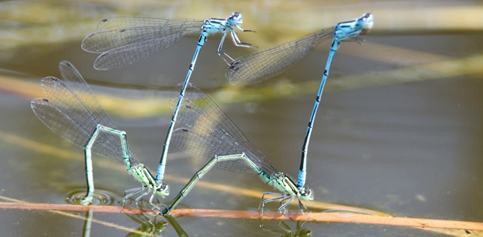 Sous-face-demoiselle - (Copyright  www.micropolis-aveyron.com)