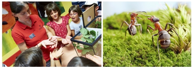 1/ Animation dédiée aux enfants 2/ Fourmis des bois (Copyright micropolis-aveyron.com) 1/ Animation dédiée aux enfants 2/ Fourmis des bois (Copyright micropolis-aveyron.com)