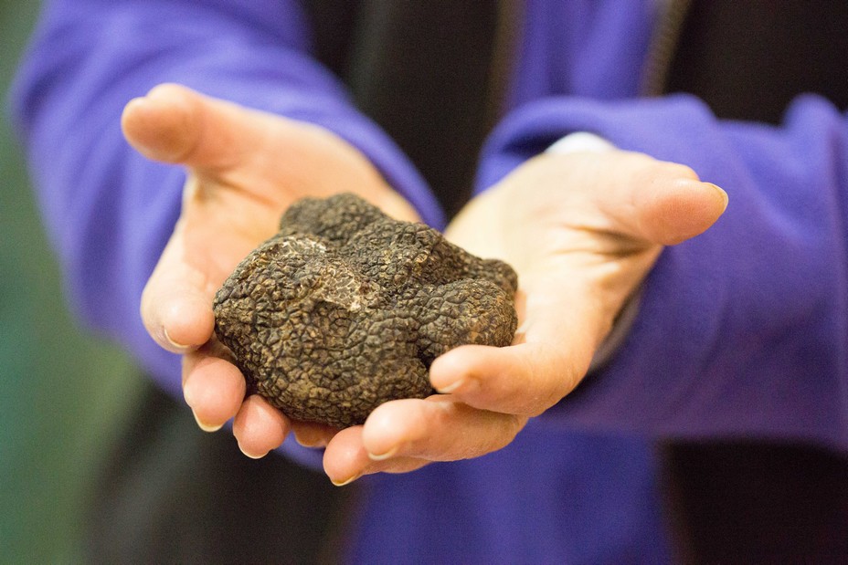 La truffe noire Melanosporum est la reine lors des  Foires grasses d'hiver©MalikaTurin